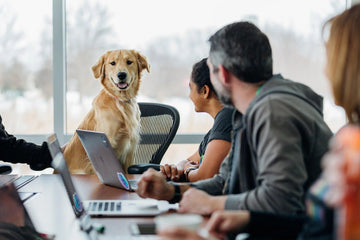 The Surprising Benefits of Pet-Friendly Workplaces: Why Bringing Your Pet to Work Can Boost Productivity and Wellbeing - Flying Pawfect Store
