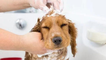 Puppy Pampering: Starting Your Furry Friend's Grooming Journey Right - Flying Pawfect Store