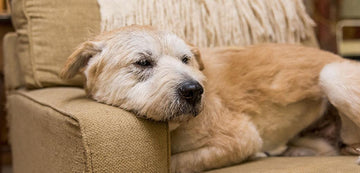 Aging Gracefully: Senior Dogs, Coat Care, and the Slicker Brush Magic - Flying Pawfect Store