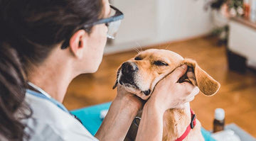 The Importance of a Pet Slicker Brush in Your Pet's Wellness Routine - Flying Pawfect Store