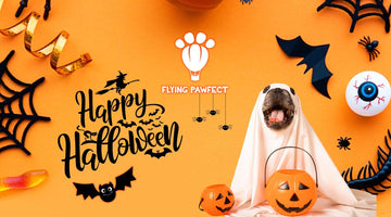 Spooky Paws and Pet Safety: Preparing for Halloween with Your Furry Friends - Flying Pawfect Store