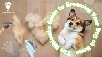 The Ultimate Guide to Grooming Your Dog at Home | Flying Pawfect