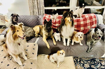 Whiskers and Tails: Navigating the World of Multi-Pet Households - Flying Pawfect Store