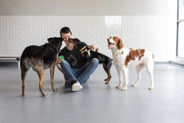 The Art of Playtime: Engaging Your Pet's Mind and Body - Flying Pawfect Store