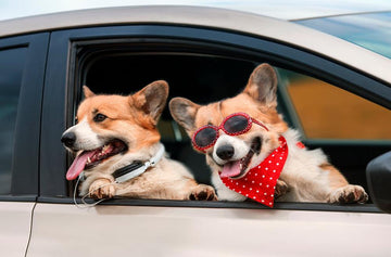 Tails on the Road: A Guide to Dog-Friendly Travel with a Grooming Bonus! - Flying Pawfect Store