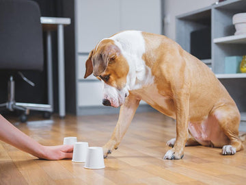 The Importance of Mental Stimulation for Pets: Keeping Your Furry Friend Sharp and Happy - Flying Pawfect Store