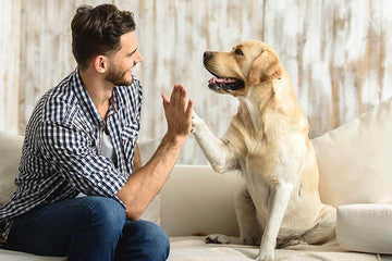 The Paws-itive Power of Pet Partnerships: How Dogs and Humans Create Unbreakable Bonds - Flying Pawfect Store