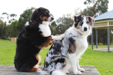 Pet Wellness Wonders: How Massage Can Benefit Your Dog or Cat - Flying Pawfect Store