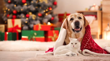Embracing the Magic: Navigating the Holiday Season with Your Furry Friend - Flying Pawfect Store