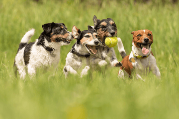 The Secrets of Successful Socialization: How to Help Your Pet Thrive - Flying Pawfect Store