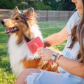 Flat Slicker Brush - Coral - Large - Flying Pawfect Store
