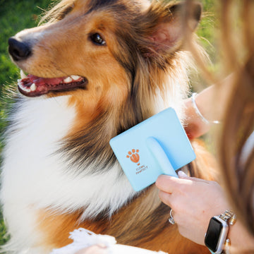 Collie dog being brushed with a Flying Pawfect Slicker Brush in the afternoon sun