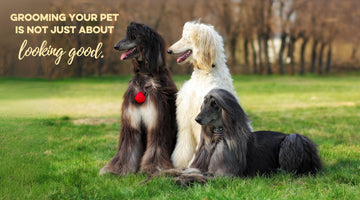 Sustainable Pet Grooming Solutions: Best Eco-Friendly Tools