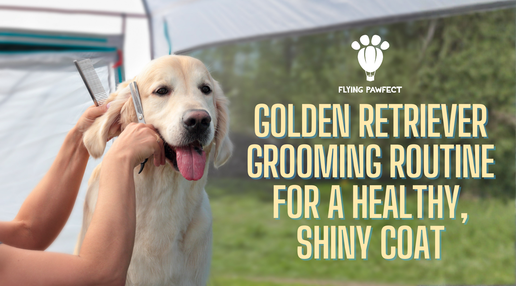 The Golden Retriever Grooming Routine for a Healthy, Shiny Coat