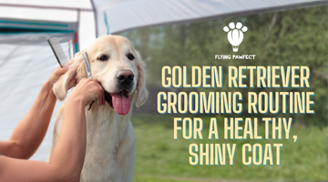 The Golden Retriever Grooming Routine for a Healthy, Shiny Coat
