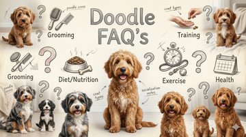 Doodle FAQs: Brushes, Grooming Tools & Coat Care Guide (2026)