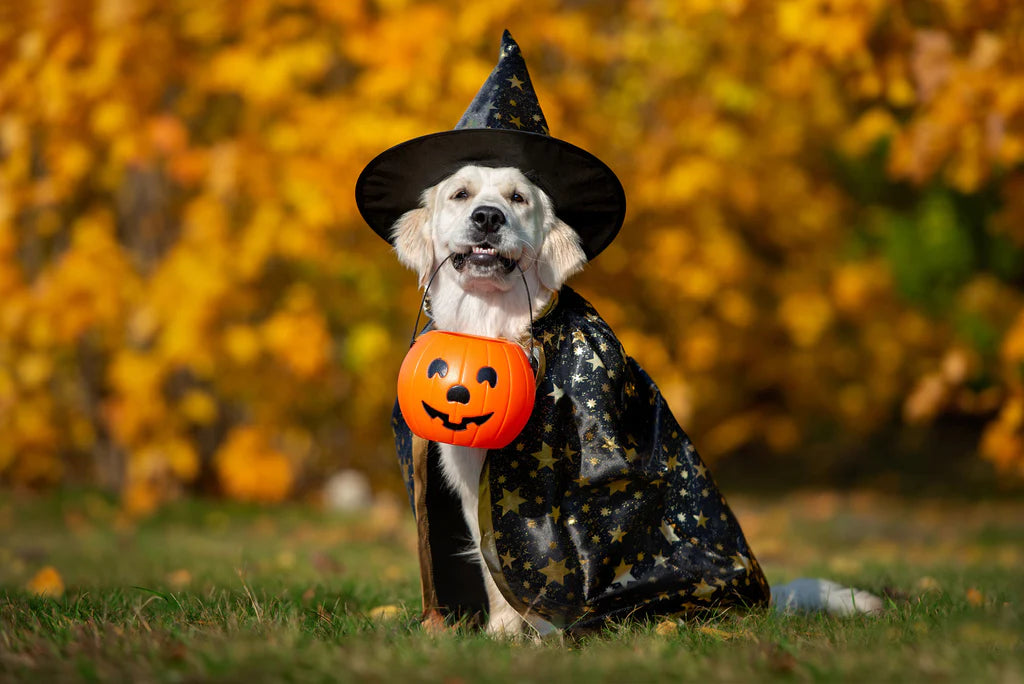 Halloween Fun for Your Furry Friends: Grooming with Our Pet Slicker Brush