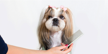 Why Your Dog Hates Being Brushed (And How to Fix It)