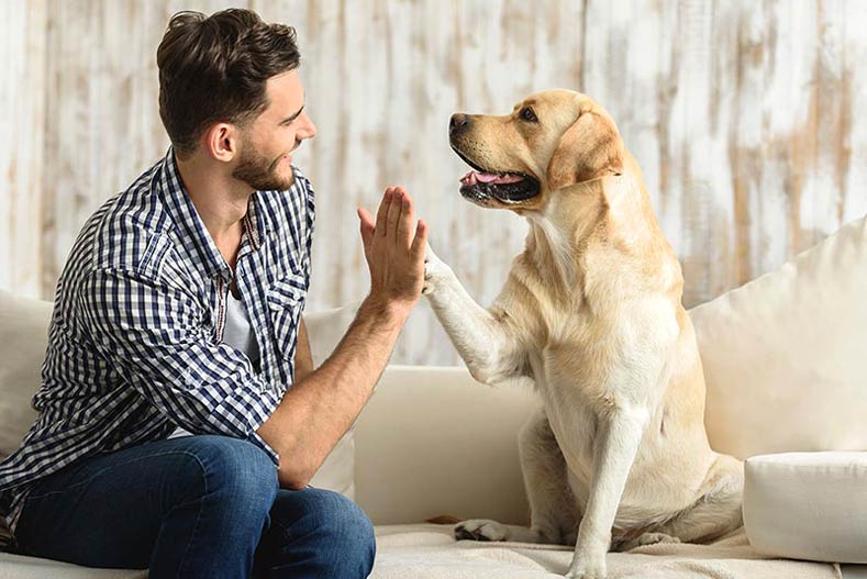 The Paws-itive Power of Pet Partnerships: How Dogs and Humans Create Unbreakable Bonds