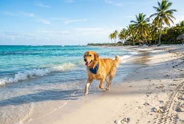 A Golden Retriever dog running on a caribbean beach