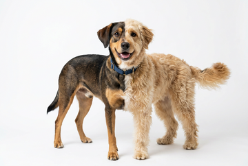 A dog with two different coat types