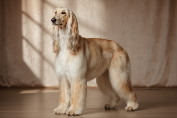 Afghan Hound Coat Care | Prevent Breakage