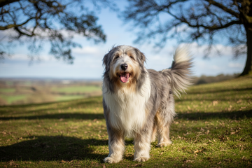 Best Brush for Bearded Collies | Long Coat Guide