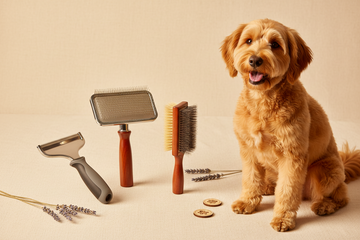 Which Brush Is Best for My Dog’s Coat?