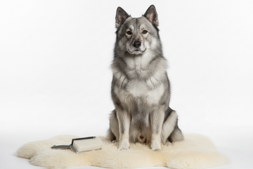 Norwegian Elkhound sitting on a fur mat with a brush beside it
