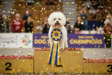 How to Brush a Bichon Frise Without Flattening