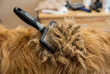 A brush stuck in a dogs matted fur