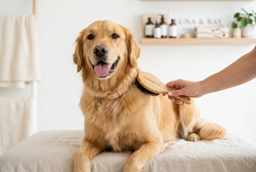 A Golden Labrador being brushed in a dog salon