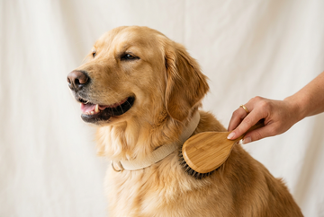 A relaxed dog getting brushed