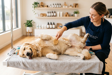 A happy relaxed dog with his dog hanging out getting his belly brushed