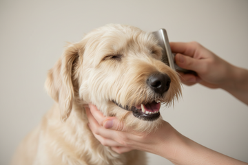 Brush a Wheaten Terrier Without Frizz
