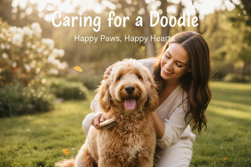 Post-Dematting Care Routine for Doodles