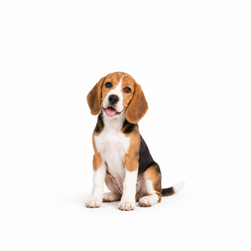 A black, brown and white Beagle sitting upright and looking at the camera