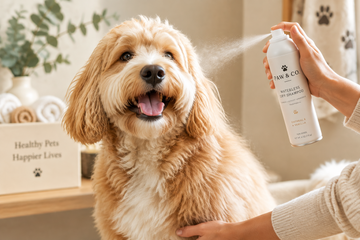 A dog being sprayed with a waterless shampoo
