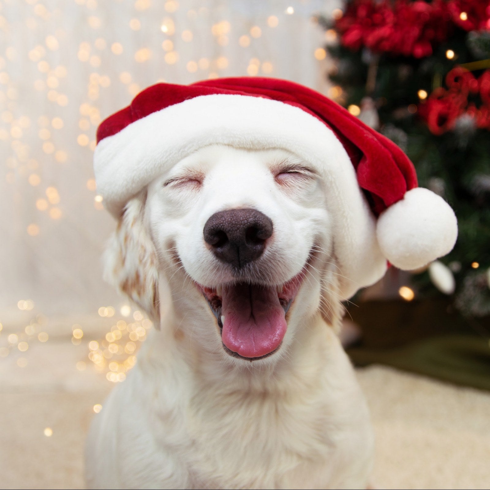 Paws and Presents: A Guide to Thoughtful Gifts for Your Furry Friend