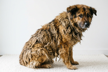 A brown dog with a pelted coat
