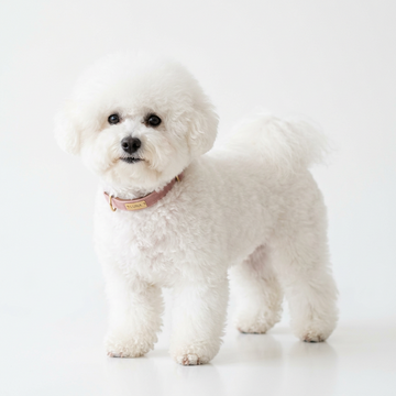 A white fluffy Poodle