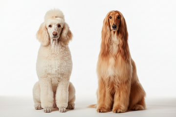 Distinctive Features of Long-Haired Breeds