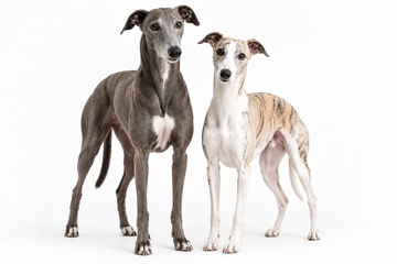 A Greyhound and a Whippet