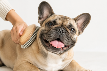 A French Bulldog being brushed with a wood handle bristle brush