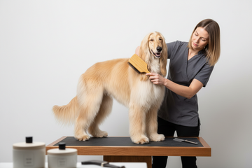 Long-Haired Dog Grooming Essentials