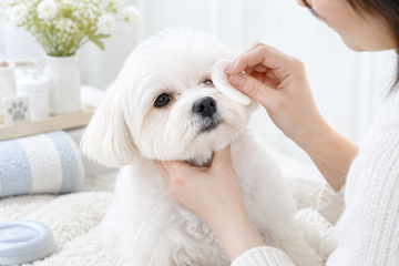 Cleaning Tear Stains Under a Dog's Eyes