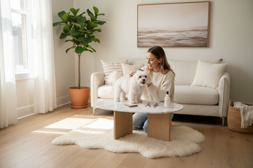 Adult female grooming a white long-haired poodle on a table in a comfy living room with a white sofa