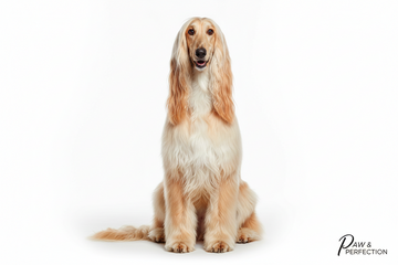 How to Choose a Long-Haired Dog