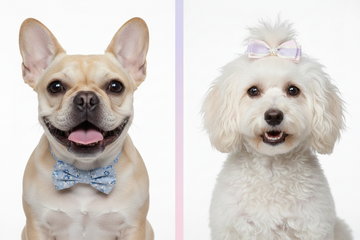 French Bulldogs vs Longhaired Poodles