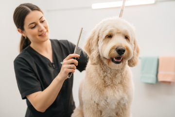 Post-Dematting Care Routine for Doodles (Complete Guide)